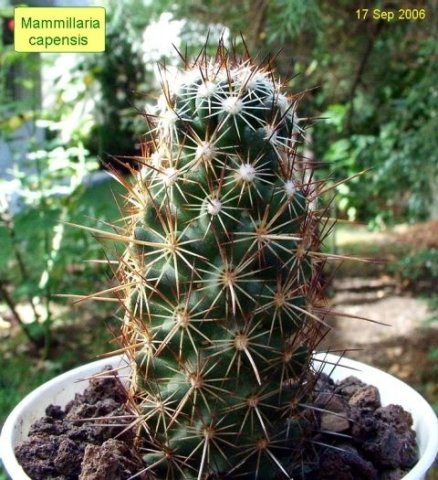 Mammillaria _capensis _05